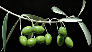 Zeytin ihracatında rekor