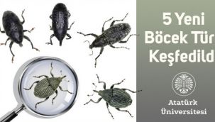 5 yeni böcek türü keşfedildi