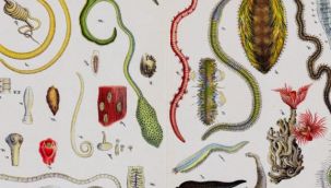 Türk akademisyenler 5 yeni parazit keşfetti