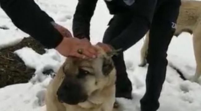 Zabıtalar sahip çıktı