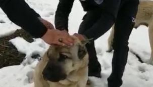 Zabıtalar sahip çıktı