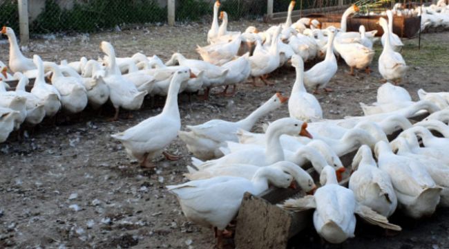 İnat etti başardı, ezber bozdu...