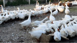 İnat etti başardı, ezber bozdu...