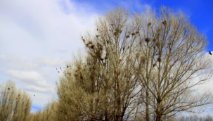 İstilacı kargalar köylülerin çilesi oldu