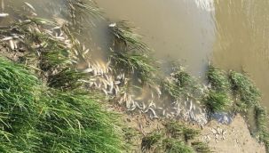 Karasu'da binlerce balık telef oldu