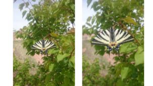 Oltu'da ilginç kelebek görüldü