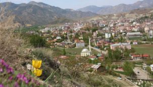 Oltu'da laleler açmaya başladı