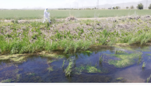 Ekili araziler susuzluktan çatladı