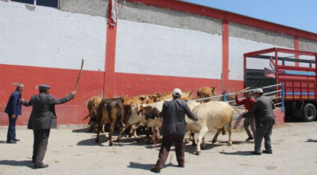 Erzurum'dan batı illerine kurbanlık sevkiyatı başladı