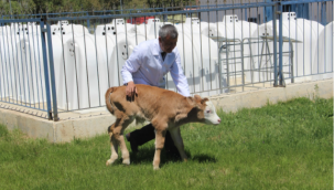 Montofon cinsi inek embriyo transferiyle simental cinsi buzağı doğurdu