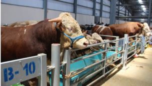 Kurban pazarlarında pazarlıkta el sıkışma geri döndü