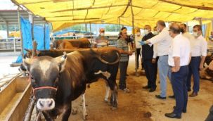 Kurbanlık alacaklara uyarılar