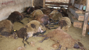 Oltu'da kurt davara daldı