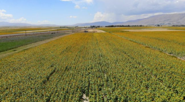 Patates tarlaları yerini ayçiçeği tarlalarına bıraktı