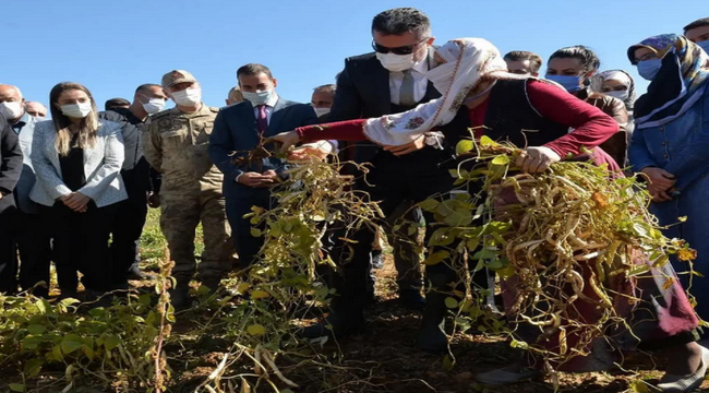 İspir Fasulyesi'nin hasadına başlandı