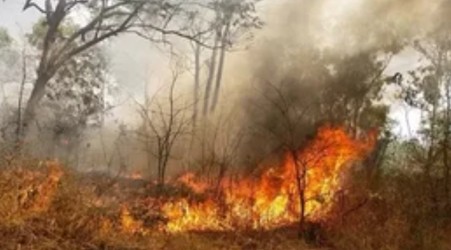 Son 2 yılda, 50 yılda gerçekleşen yangınlardan daha fazla yangın çıktı