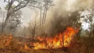 Son 2 yılda, 50 yılda gerçekleşen yangınlardan daha fazla yangın çıktı