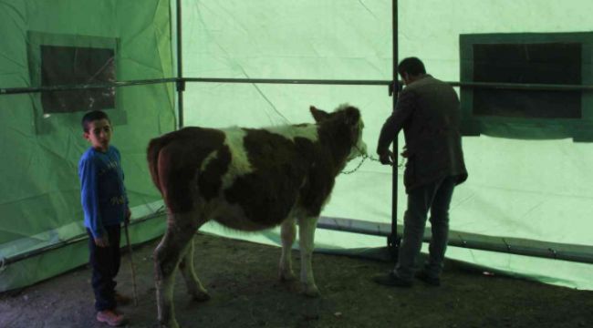 Deprem bölgesinde hayvanlar için çadırlar kuruldu