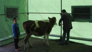 Deprem bölgesinde hayvanlar için çadırlar kuruldu