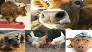 Hayvanlardan insanlara geçen 200 hastalık var