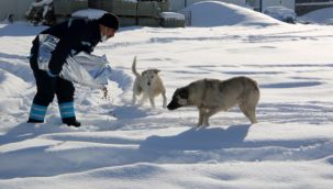 Yaban hayatını korumak için doğaya yem...