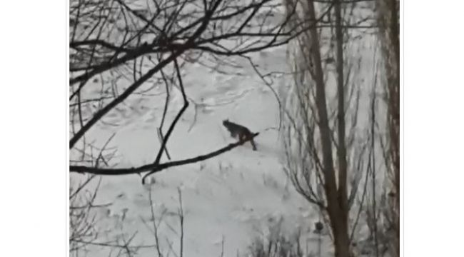 Bu vaşak Erzurum'da görüntülendi