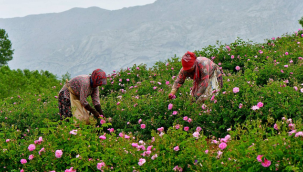 Lavanta diyarı mutlu şehir