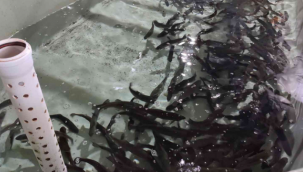 Yavru balık üretimi