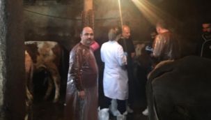 Aşkale'de hayvan hastalıkları inceleniyor