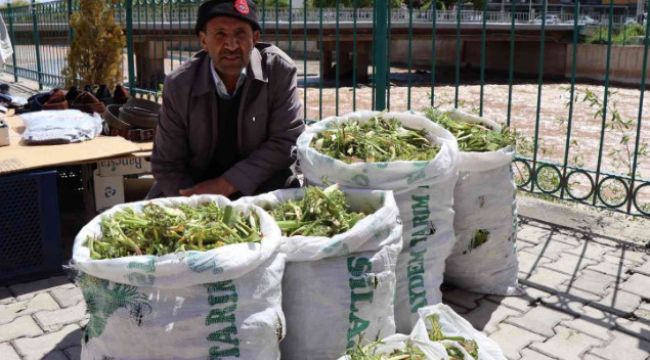 Çaşır'ın kilosu 40 liradan satılıyor