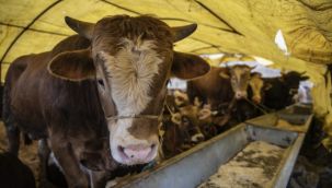 Kurbanlık sevkiyatı başladı