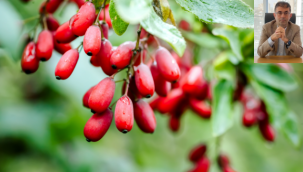 Prof. Dr. Coşkun: "Berberin bitkisinin, akciğer kanser hücrelerinin çoğalmasını...