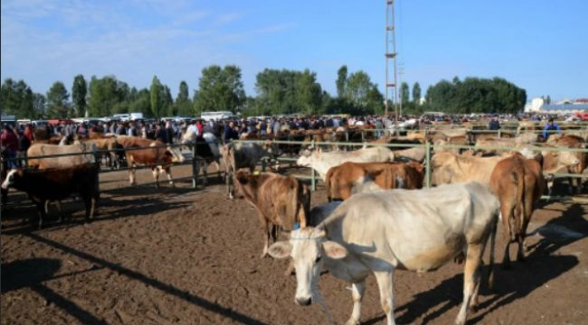 Satıcılar hayvan pazarında yerini aldı