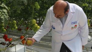 Aziziye'nin Jeotermal Domates Serası'nda hasat zamanı