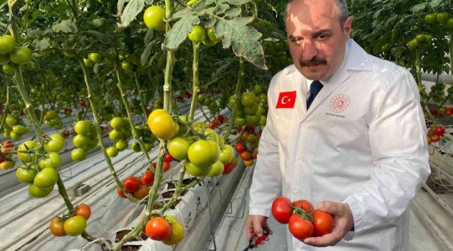 Ilıca domatesinin ilk hasadını Bakan Varank yaptı