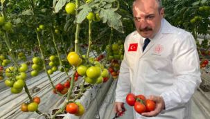 Ilıca domatesinin ilk hasadını Bakan Varank yaptı