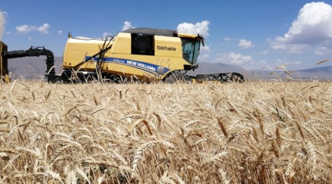 300 bin ton buğday hasadı bekleniyor
