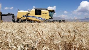 300 bin ton buğday hasadı bekleniyor