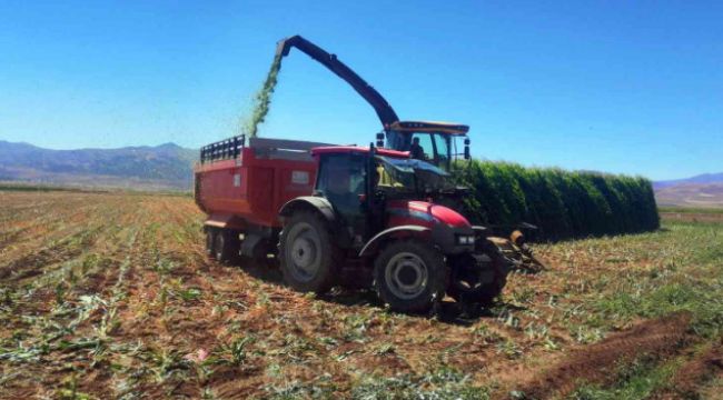 Pasinler'de silajlık mısır hasadı başladı