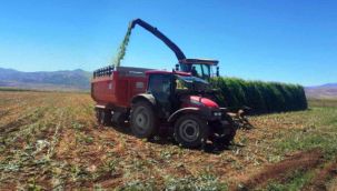 Pasinler'de silajlık mısır hasadı başladı