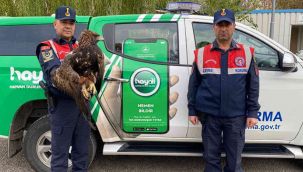 Yaralı kartala Jandarma eli