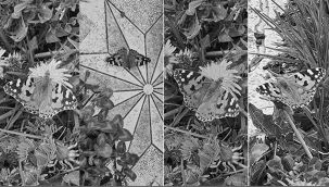 Erzurum'da kelebek göçü