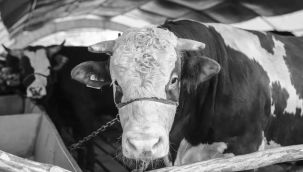 Erzurum'da büyükbaş yüzde 138,8, küçükbaş yüzde 108,7 oranında arttı