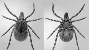 Bakan uyardı; "Bayram sonrası vakalarda artış var..."