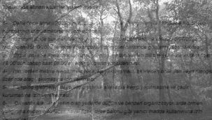 Erzurum'da ormanlık alanlara girişler yasaklandı