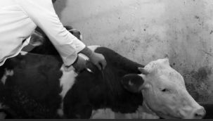 Erzurum'da şab tehlikesi