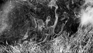 Tekman'da 12 bin balya kül oldu