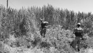 Uyuşturucu Tacirlerine Jandarma Engeli