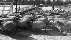Küçükbaş hayvan yetiştiricilerine verilen kredi limiti artırıldı