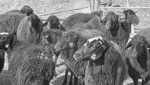 "Köyümde Yaşamak İçin Bir Sürü Nedenim Var" projesi 3. etabı